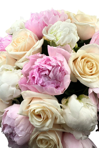Pivoines Pastel