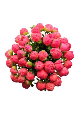 Pivoines Corail