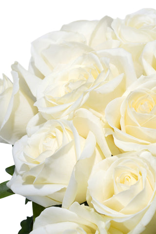 Les Roses Blanches